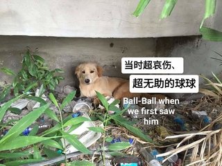 🏀 Ball Ball 球球 🏀 - Mixed Breed Dog