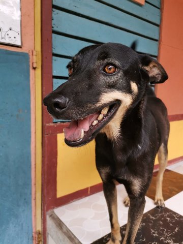 Liuliu - Mixed Breed Dog