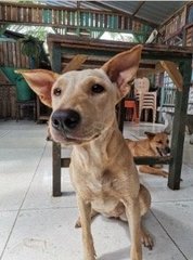 Bat-shaped Ear Doggo - Mixed Breed Dog