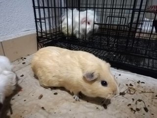 Piggies - Guinea Pig Small & Furry