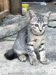 PF97854 - Domestic Short Hair Cat