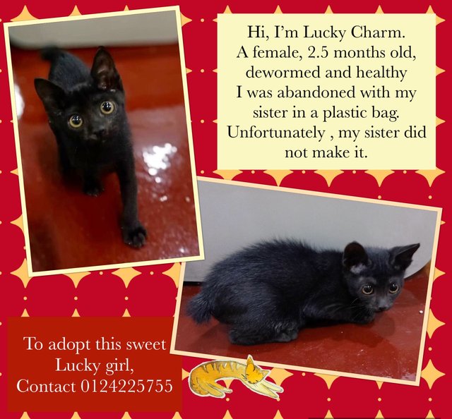 Lucky Charm Adopted - Domestic Medium Hair Cat