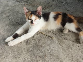 Calico - Domestic Long Hair Cat