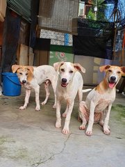 3 Jellybeans  - Mixed Breed Dog