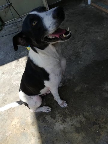 Bobby - Fox Terrier Mix Dog