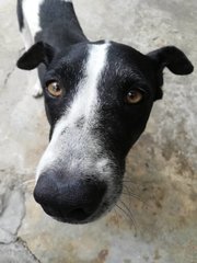 Bobby - Fox Terrier Mix Dog