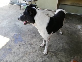 Bobby - Fox Terrier Mix Dog