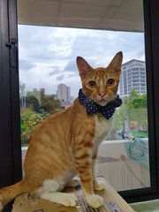 Ginger Cat - Domestic Short Hair Cat
