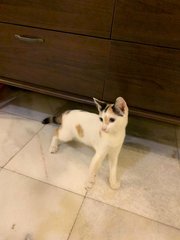 Toffy (In Bandar Botanic) - Calico + Domestic Medium Hair Cat