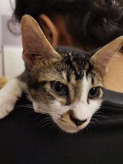 Simon - Domestic Short Hair Cat