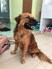 Ziggy - Golden Retriever Mix Dog