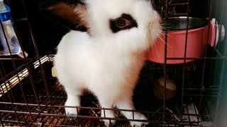 Rory - Bunny Rabbit Rabbit