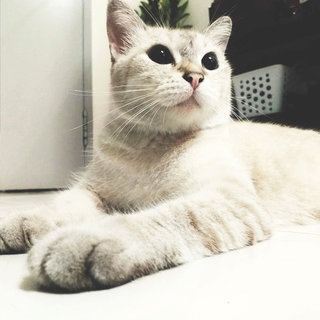 Cen - Birman Cat