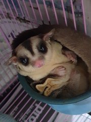 Beef - Sugar Glider Small & Furry