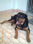 Bobby - Rottweiler Mix Dog