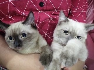 PF98002 - British Shorthair + Persian Cat