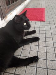 Very Chatty "Baby D" Needs Loving Home - Domestic Short Hair Cat