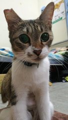 Papu  - Domestic Short Hair Cat