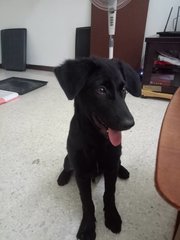 Snoopy - Retriever Mix Dog