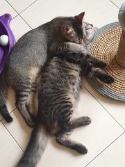Abang &amp; Adik - Domestic Long Hair + Domestic Short Hair Cat