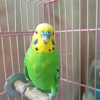 Di - Budgie/Budgerigar Bird