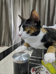 Bella - Bombay Cat