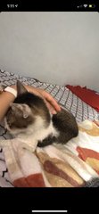 Wawa - Domestic Short Hair Cat