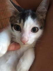 Panjang - Domestic Short Hair Cat