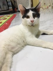 Layman - Domestic Short Hair Cat
