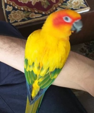 Kiki - Parrot + Conure Bird