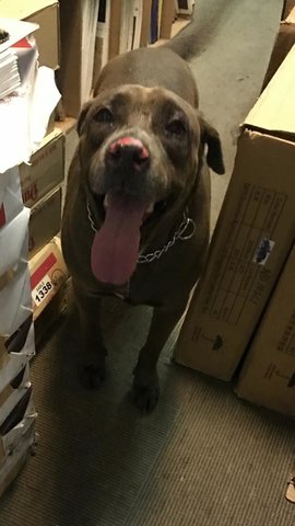 Black Dog Found Owner In Sunway Pyramid - Boxer Mix Dog