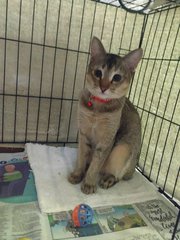 Hope (Spayed) - Domestic Short Hair Cat