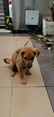 Puppy - Mixed Breed Dog