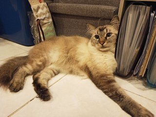 Julius - Domestic Medium Hair + Siamese Cat