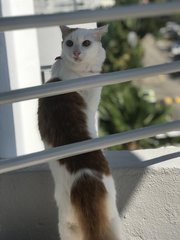 Baba - Domestic Medium Hair Cat
