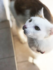 Baba - Domestic Medium Hair Cat