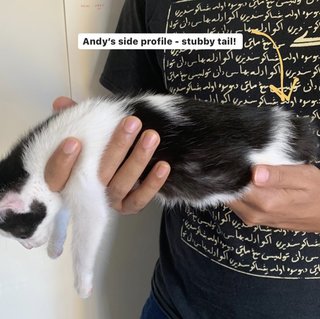 Andy - Domestic Medium Hair Cat