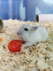 Mochi - Short Dwarf Hamster Hamster