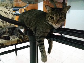 Tingu - Tabby Cat
