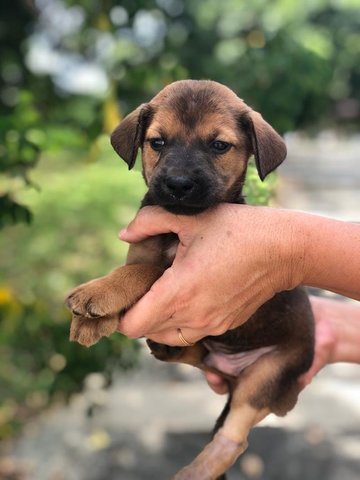 Rockey - Shepherd Mix Dog