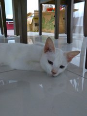 Soya - Domestic Short Hair Cat
