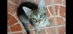 Penny - Domestic Short Hair Cat
