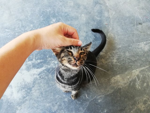 Fufu - Domestic Short Hair Cat