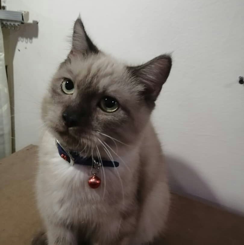 British Shorthair + Persian Kitten Adopted - 1 Year 4 ...