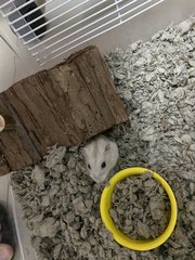 3 Hamsters For Adoption  - Short Dwarf Hamster Hamster