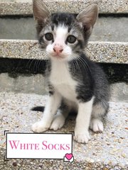 White Socks - Domestic Short Hair Cat