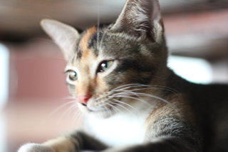 Summer - Domestic Short Hair + Calico Cat