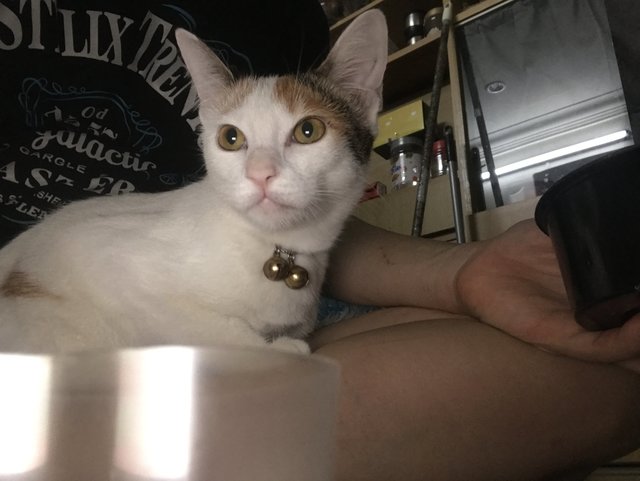 Ba-nana - Tabby Cat