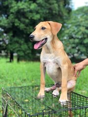 Zion - Golden Retriever + Labrador Retriever Dog