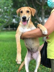 Zion - Golden Retriever + Labrador Retriever Dog